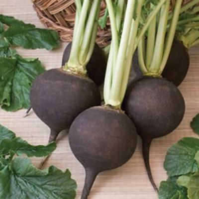 Organic Radish Black Spanish - Metchosin Farm Seeds