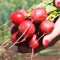 Radish Cherry Belle Organic - Cornucopia Seeds