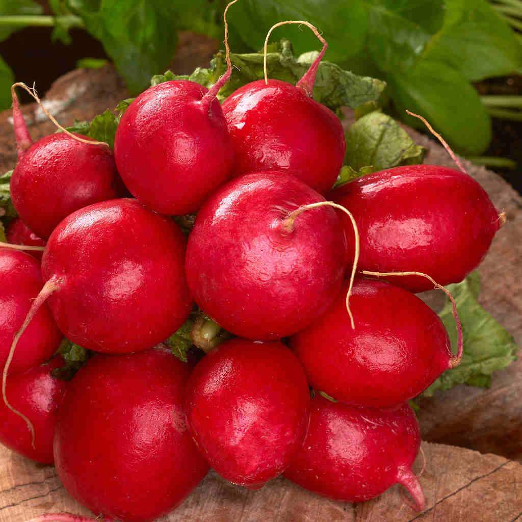 Organic Radish Cherry Belle - McKenzie Seeds