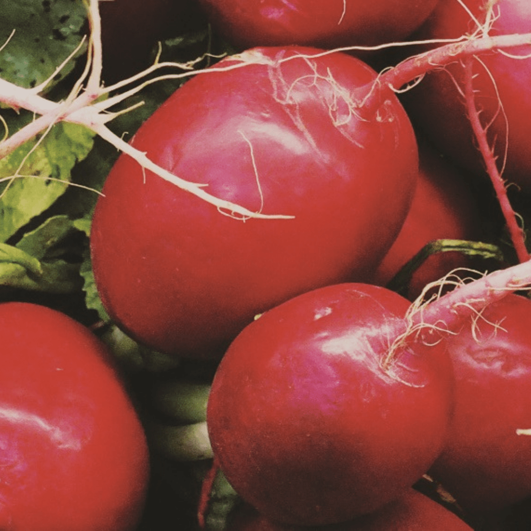 Organic Radish Cherry Belle - Metchosin Farm Seeds