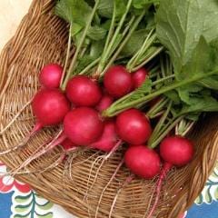 Radish German Giant - Renee's Garden