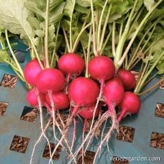 Radish German Giant - Renee's Garden