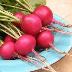 Radish German Giant - Renee's Garden