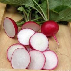 Radish German Giant - Renee's Garden