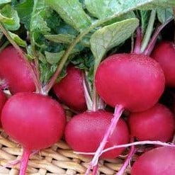 Radish Red Planet - Renee's Garden Seeds