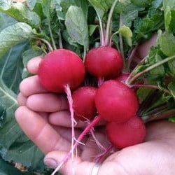 Radish Red Planet - Renee's Garden Seeds