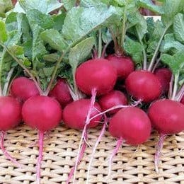 Radish Red Planet - Renee's Garden Seeds