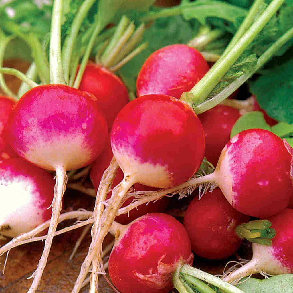 Organic Radish Sparkler White Tip - McKenzie Seeds