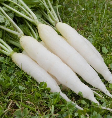 Organic Radish White Icicle - West Coast Seeds