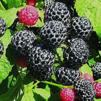 Organic Raspberry Black Cap - Metchosin Farms Seeds