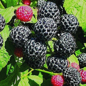 Organic Raspberry Black Cap - Metchosin Farms Seeds