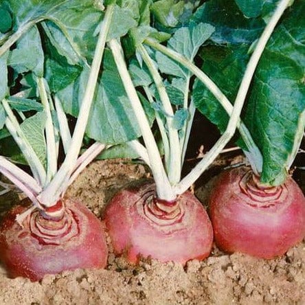 Rutabaga Helenor Coated - West Coast Seeds