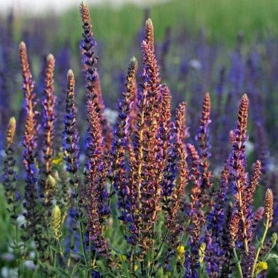 Herb Clary Sage