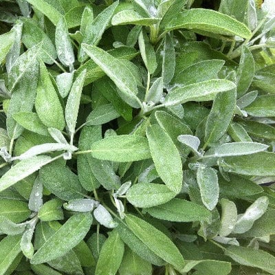 Organic Sage Culinary - Metchosin Farm Seeds