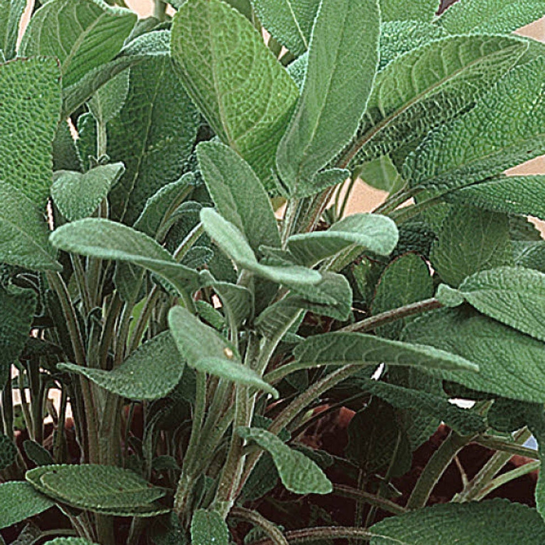 Organic Sage - McKenzie Seeds