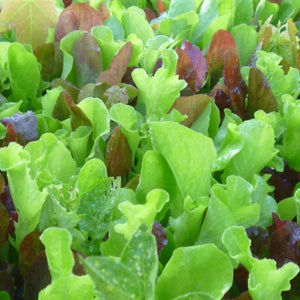 Organic Salad Mix - Metchosin Farm Seeds