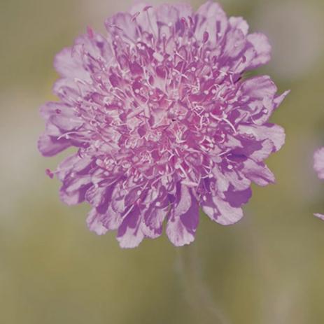 Scabiosa - Metchosin Farm