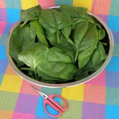 Spinach Gangbusters - Renee's Garden