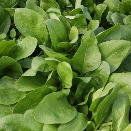 Spinach Giant Winter Organic