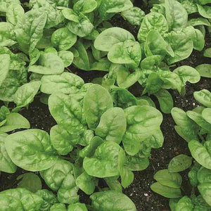 Organic Spinach Long Standing Bloomsdale, Seed Tape - McKenzie Seeds