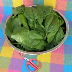 Spinach Regiment - Renee's Garden