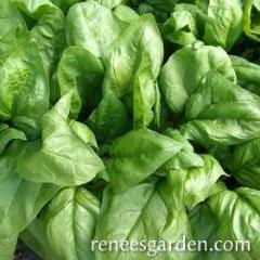 Spinach Regiment - Renee's Garden