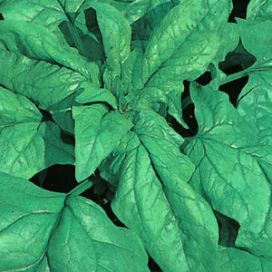 Organic Spinach Viroflay - McKenzie Seeds