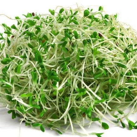 Sprouting Alfalfa - West Coast Seeds