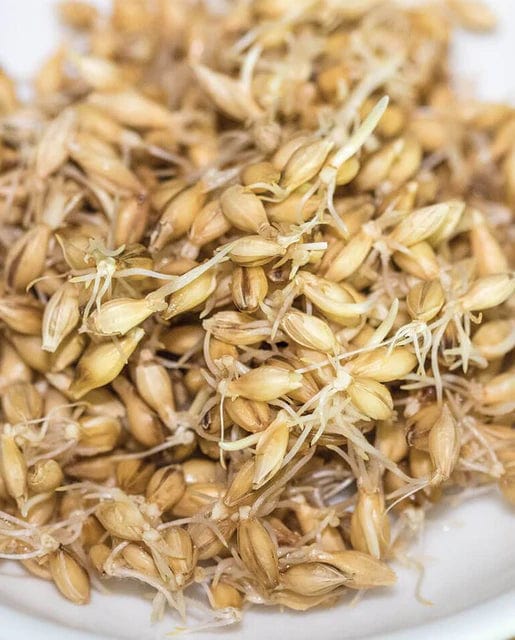 Organic Sprouting Barley - West Coast Seeds