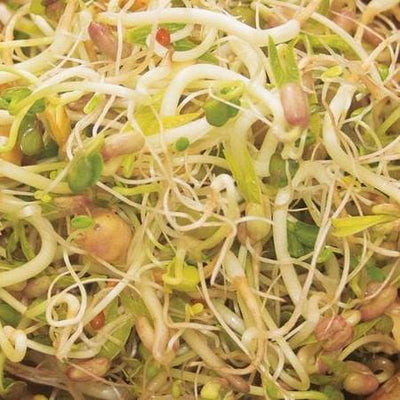 Sprouting Bean Salad Blend - West Coast Seeds 