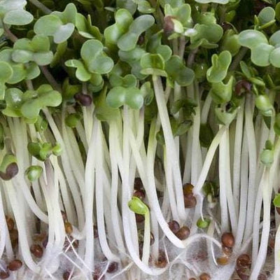 Sprouting Broccoli - West Coast Seeds 