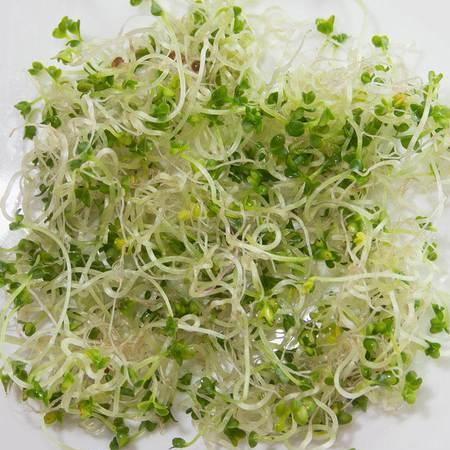 Sprouting Brown Mustard - West Coast Seeds 