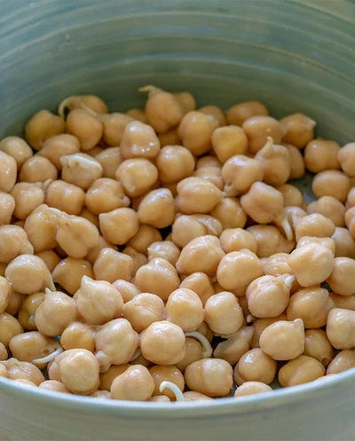 Organic Sprouting Chickpeas  - West Coast Seeds