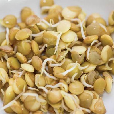 Sprouting Green Lentils - West Coast Seeds 