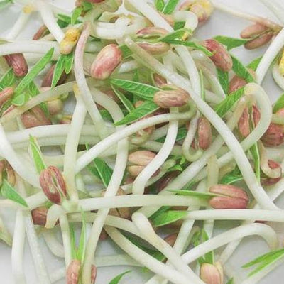 Sprouting Mung Beans - West Coast Seeds
