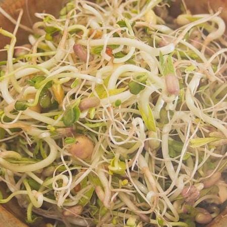 Sprouting Salad Mix - West Coast Seeds