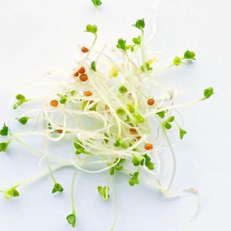 Sprouting Yellow Mustard - West Coast Seeds