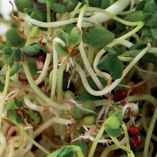 Broccoli Brassica Sprout Blend - McKenzie Seeds