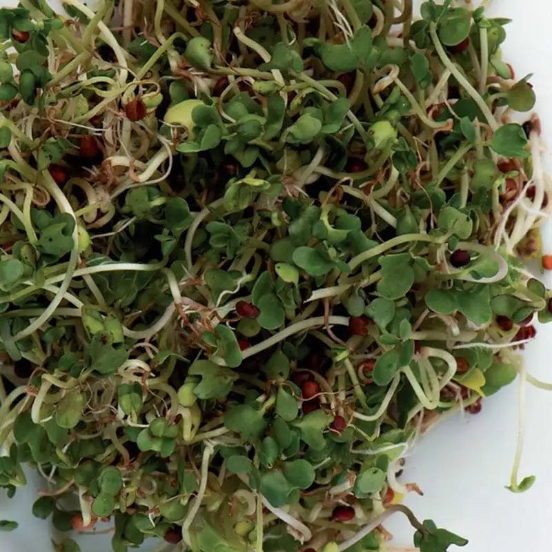 Organic Sprouts Sandwich Booster Seeds - McKenzie Seeds