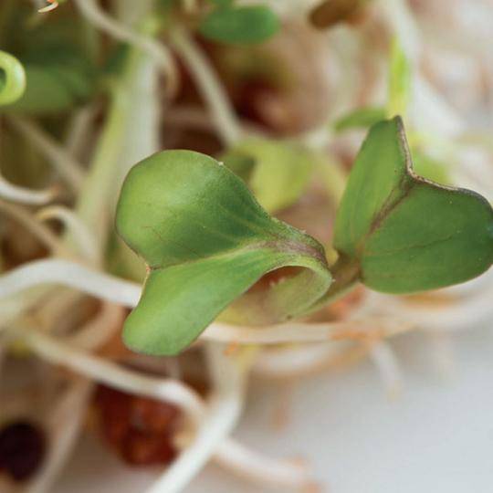 Spring Salad Sprout Seeds  - McKenzie Seeds