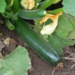 Squash Black Beauty Organic - Cornucopia Seeds