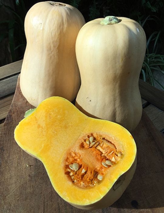 Organic Squash Butternut (Winter) - Mr. Fothergill's