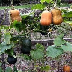 Squash Climbing Honey Nut - Renee's Garden