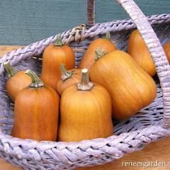 Squash Climbing Honey Nut - Renee's Garden