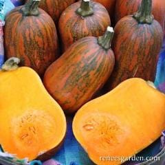 Squash Climbing Honey Nut - Renee's Garden