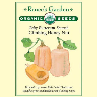 Squash Climbing Honey Nut Organic - Renee's Garden