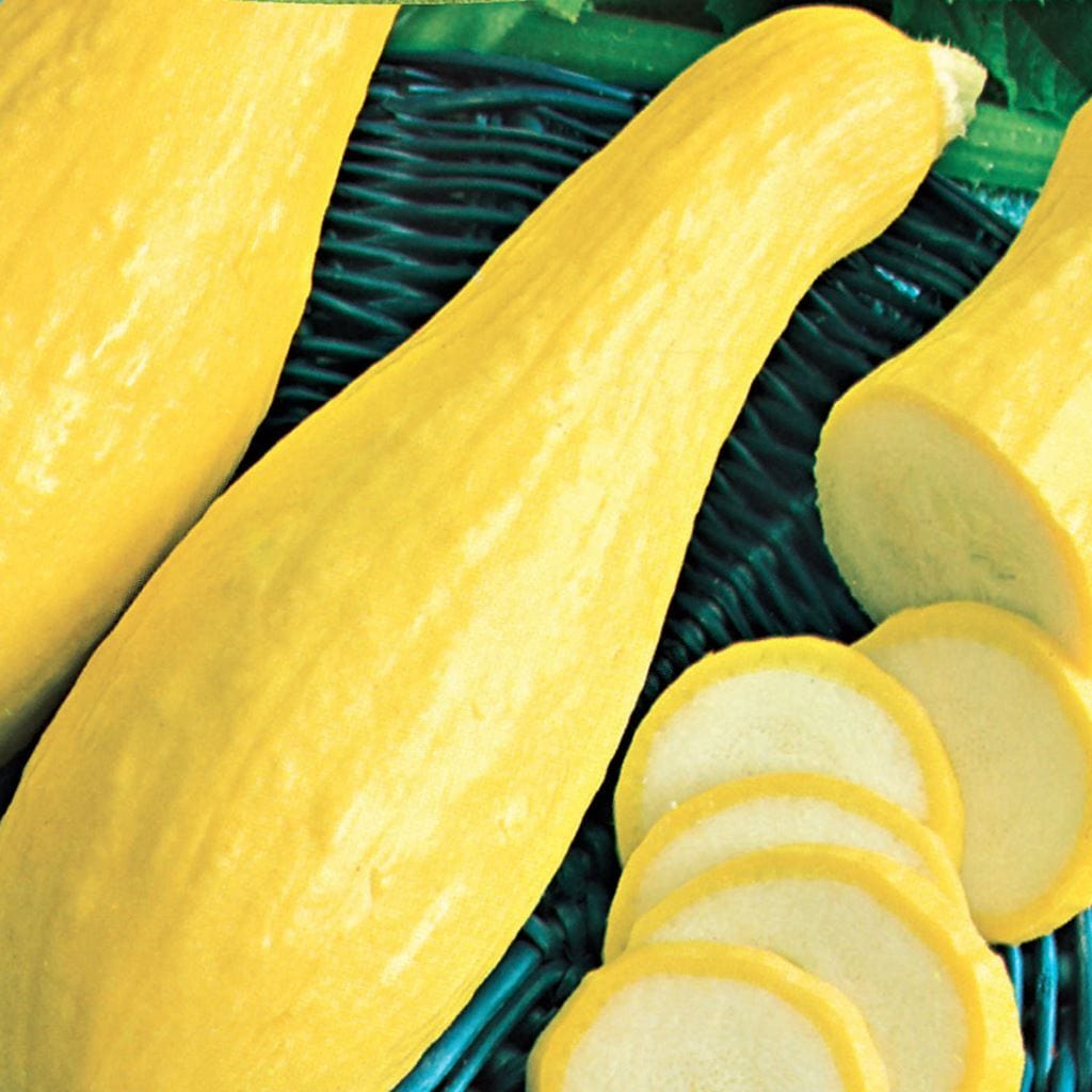 Organic Squash Early Prolific Straightneck - McKenzie Seeds