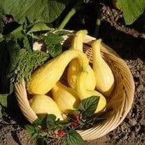 Squash Crookneck Organic - Cornucopia Seeds