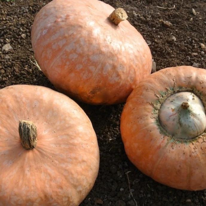 Squash Lower Salmon River