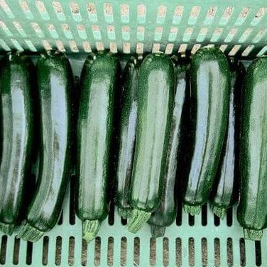 Squash Zucchini Desert Organic - West Coast Seeds